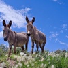 Searching for the Donkeys: Five Qualities of Jewish Leadership