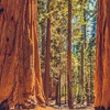 Among the Sequoias, Ep. 1