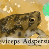 Episode 274 β Common Rain Frog: Stuck Like Glue