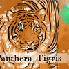 Episode 278 – Tiger: Specter of the Sundarbans