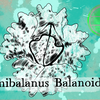 Episode 284 β Common Rock Barnacle: Reachable Goals