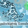 Episode 293 β Blue-Ringed Octopus: Uh-Oh Spadeadly-Os