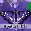 Episode 291 β Purple Emperor: Purple Putrid Eater