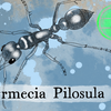 Episode 290 β Jack Jumper Ant: Be Nimble