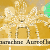 Episode 294 β Cartwheel Spider: Whirly Bug Saw