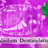 Episode 298 β Doliolida: Mass Reproduction