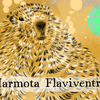 Episode 302 – Yellow Bellied Marmot: Brilliant Burrows