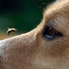 1226. Can Dogs Recognize Faces from Pictures?
