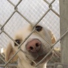 1238. 5 Signs You Need To Get To The Vet ASAP!