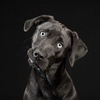 1237. Black Dog Syndrome - Using Pets To Teach Anti-Bullying