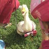 1240. A Therapy Duck?  Can Kissing Your Pet Make You Fat?
