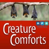 Creature Comforts | Bats