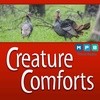 Creature Comforts | Wild Turkeys