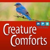 Creature Comforts | Eastern Bluebirds