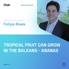 Tropical fruit can grow in the Balkans - Ananas | Felipe Alves | Chair Episode 37