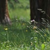 Relaxing Meadow with Ambient Nature Sounds, Wildflowers, and Mountain View - 1 Hours