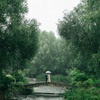Rain in Forest White Noise | Sleep, Study, Focus | 1 Hours Rainstorm - Relaxing Music