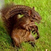 a'dumpa'lovvah'onna'fone?