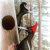 Episode 32: Royal Peckers: The (Probably) Extinct Imperial Woodpecker