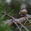 Episode 17: Which Came First: The Nut or the Hatch? (Brown-Headed Nuthatch)