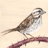 Episode 28: A Ballad About Song Sparrows
