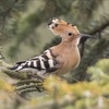 Episode 40: Don't Poo Poo the Hoopoe! (Eurasian Hoopoe, African Hoopoe, Madagascar Hoopoe)