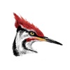 Episode 41: Nerds of a Feather: Interview with Wildlife Researcher Dack