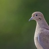 Episode 42: Top of the Mourning to Ya! (Mourning Dove)