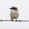 Episode 43: Tell It Shrike It Is (Loggerhead Shrike)
