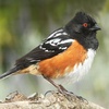 Episode 49: Okie Dokie Towhee (Eastern and Spotted Towhee)