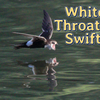 Episode 57: Swift Into High Gear (White-Throated Swift)
