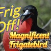 Episode 60: Frig Off! (Magnificent Frigatebird)