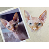 Episode 362: Sphinx Cat