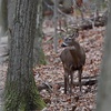  Episode 22: Hunting the Whitetail Rut in Pennsylvania