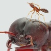 Ants Live 10 Times Longer by Altering Their Insulin Responses