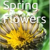 Spring Flowers Volume 18 Sensational by Daniel Lucas