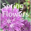 Spring Flowers Volume 130 Splendid by Daniel Lucas