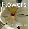 Spring Flowers Volume 91 Splendid by Daniel Lucas