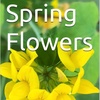 Spring Flowers Spring Flowers Volume 32 Colourful by Daniel Lucas