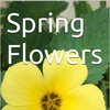 Spring Flowers Volume 133 Lively by Daniel Lucas