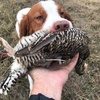 South Dakota Prairie Chicken and Sharptail Grouse! Oct 2019