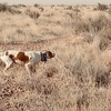 Revenge! Gambel's and Blue (Scaled) Quail in New Mexico and Arizona Jan 2022