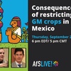 AfS Live - Consequences of restricting GM crops in Mexico
