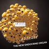 #20 Adipose: The Newest Endocrine Organ!