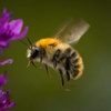 Bees Buzzing | Sleep, Relax, Meditate, White Noise
