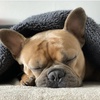 ASMR Dog Snoring. | Sleep, Relax, Meditate