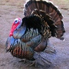 Happy Thanksgiving! Turkey Sounds!