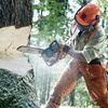 Chainsaw Cutting Wood