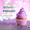 Anthocyanins 101