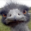 Ostriches Are Scary